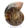 Ammonite di Mahajanga: dualità e tradizione - 0