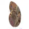 Ammonite di Mahajanga: dualità e tradizione - 2