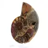 Ammonite di Mahajanga: dualità e tradizione - 3