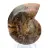 Ammonite di Mahajanga: dualità e tradizione