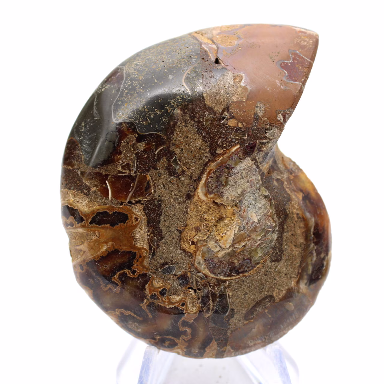 Ammonite di Mahajanga: dualità e tradizione