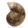 Ammonite fossilizzata: esemplare minerale proveniente dal Madagascar - 0