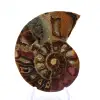 Ammonite fossilizzata: esemplare minerale proveniente dal Madagascar - 1