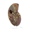 Ammonite fossilizzata: esemplare minerale proveniente dal Madagascar - 2