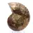 Ammonite fossilizzata: esemplare minerale proveniente dal Madagascar
