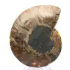Ammonite di grandi dimensioni del Madagascar: forza naturale - 0