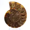 Ammonite di grandi dimensioni del Madagascar: forza naturale - 1