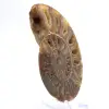 Ammonite di grandi dimensioni del Madagascar: forza naturale - 2