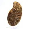 Ammonite di grandi dimensioni del Madagascar: forza naturale - 3