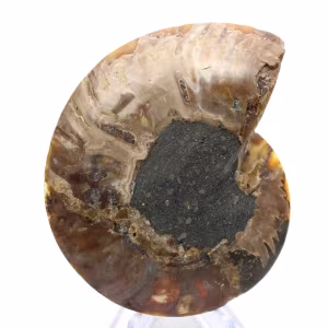 Ammonite di grandi dimensioni del Madagascar: forza naturale