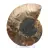 Ammonite di grandi dimensioni del Madagascar: forza naturale