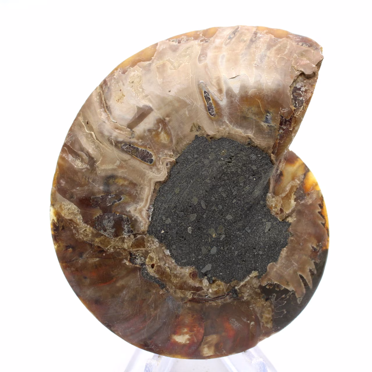Ammonite di grandi dimensioni del Madagascar: forza naturale