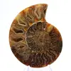 Ammonite levigata: geometria marina del Madagascar - 1