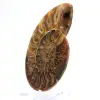 Ammonite levigata: geometria marina del Madagascar - 2