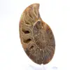 Ammonite levigata: geometria marina del Madagascar - 3