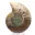 Ammonite levigata: geometria marina del Madagascar — 3