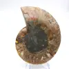 Ammonite levigata: geometria marina del Madagascar - 4