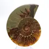 Impressionante ammonite del Madagascar: purezza fossile - 1