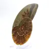 Impressionante ammonite del Madagascar: purezza fossile - 2