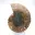 Ammonite levigata: geometria marina del Madagascar — 4