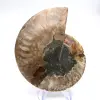 Esemplare di ammonite di grande pregio: il prestigio del Madagascar - 0