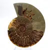 Esemplare di ammonite di grande pregio: il prestigio del Madagascar - 1