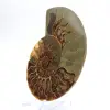 Esemplare di ammonite di grande pregio: il prestigio del Madagascar - 2