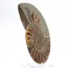Esemplare di ammonite di grande pregio: il prestigio del Madagascar - 3