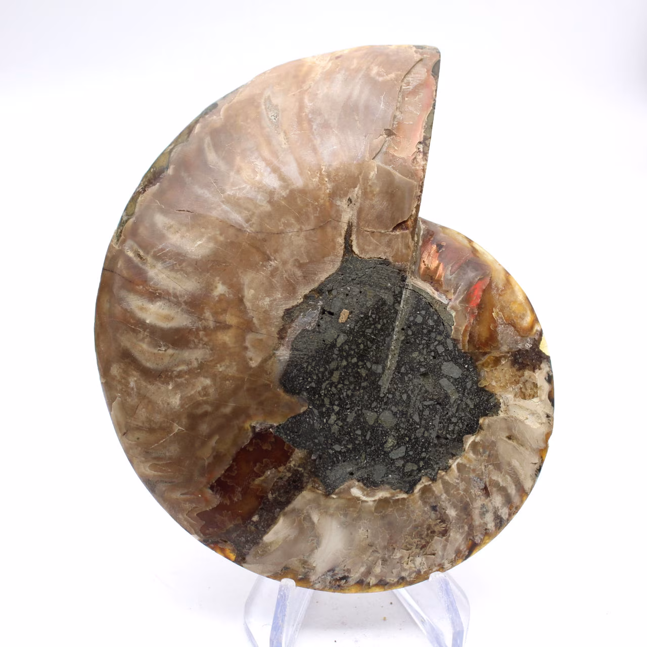 Esemplare di ammonite di grande pregio: il prestigio del Madagascar