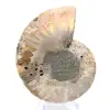 Ammonite levigata: geometria marina del Madagascar - 5