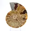 Ammonite del Madagascar: delicatezza e autenticità - 1