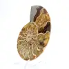Ammonite del Madagascar: delicatezza e autenticità - 2