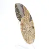 Ammonite del Madagascar: delicatezza e autenticità - 3