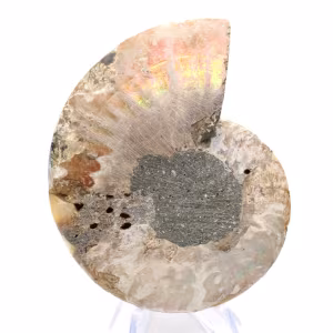 Ammonite del Madagascar: delicatezza e autenticità