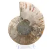 Ammonite levigata: geometria marina del Madagascar - 6