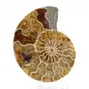 Ammonite fossile di Mahajanga: equilibrio minerale - 1