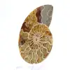 Ammonite fossile di Mahajanga: equilibrio minerale - 2
