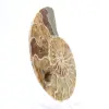Ammonite fossile di Mahajanga: equilibrio minerale - 3