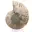 Ammonite levigata: geometria marina del Madagascar — 6
