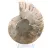 Ammonite fossile di Mahajanga: equilibrio minerale