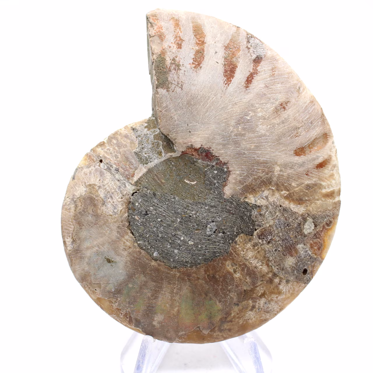 Ammonite fossile di Mahajanga: equilibrio minerale