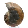 Ammonite levigata: geometria marina del Madagascar - 7