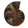 Fossile di ammonite levigata: densità e dettagli - 1