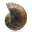 Ammonite levigata: geometria marina del Madagascar — 7