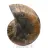 Fossile di ammonite levigata: densità e dettagli