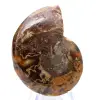 Ammonite levigata: geometria marina del Madagascar - 8