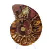Ammonite del Madagascar: finezza minerale - 1