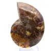 Ammonite levigata: geometria marina del Madagascar - 9