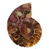 Campione di ammonite: la purezza del Mahajanga - 1