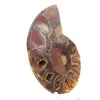 Campione di ammonite: la purezza del Mahajanga - 3